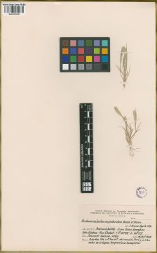 Ejemplar Hordeum euclaston Steud. var. puberulum Parodi & Nicora