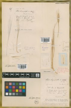 Ejemplar Stipa chrysophylla E. Desv. var. minor E. Desv.