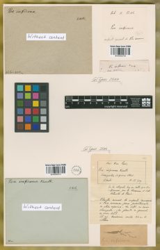 Ejemplar Poa infirma Kunth