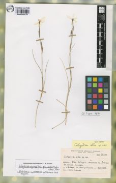Ejemplar Calydorea alba Roitman & A. Castillo