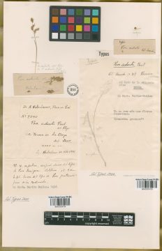 Ejemplar Poa adusta J. Presl