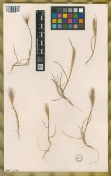 Ejemplar Hordeum lechleri (Steud.) Schenck