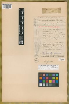 Ejemplar Trisetum malacanthum Steud.