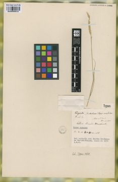 Ejemplar Agrostis hygrometrica Nees