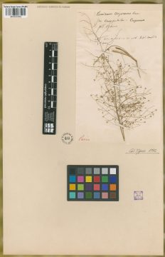 Ejemplar Panicum cayennense Lam.
