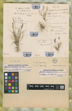 Ejemplar Agrostis conferta Nees & Meyen