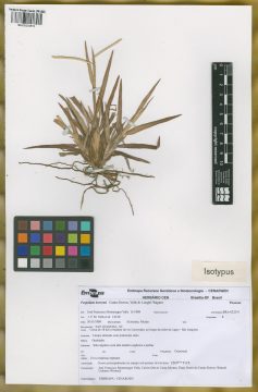 Ejemplar Paspalum barretoi Canto-Dorow, Valls & Longhi-Wagner