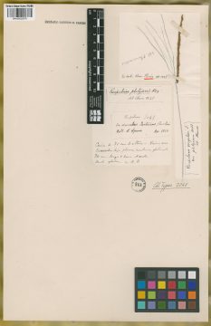 Ejemplar Paspalum virgatum L. var. platyaxon Döll