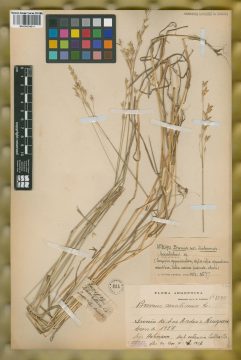 Ejemplar Bromus secalinus L.