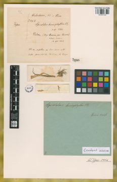 Ejemplar Sporobolus lasiophyllus Pilg.