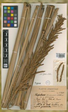 Ejemplar Paspalum haumanii Parodi var. genuinum Parodi