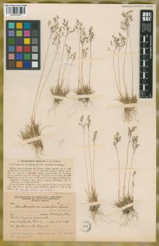 Ejemplar Deschampsia venustula Parodi