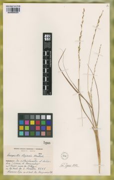 Ejemplar Eragrostis rojasii Hack.