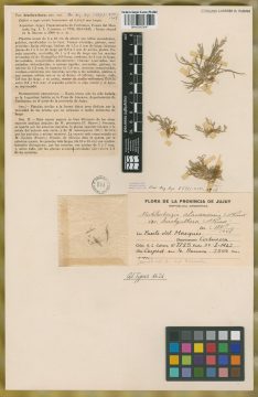 Ejemplar Muhlenbergia atacamensis Parodi var. brachyanthera Parodi