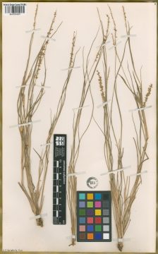 Ejemplar Setaria vaginata Spreng. var. bonariensis Nicora