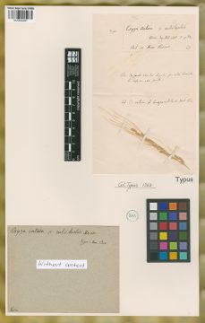 Ejemplar Oryza sativa L. var. rubribarbis Desv.