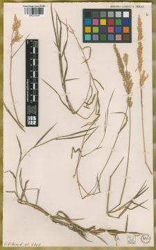Ejemplar Agrostis platensis Parodi