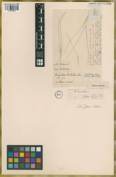 Ejemplar Paspalum tristachyon Lam.