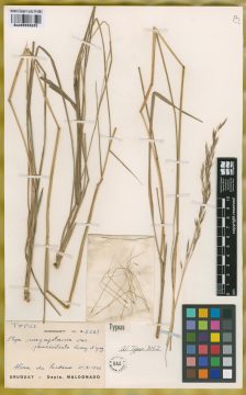Ejemplar Stipa megapotamica Spreng. var. pauciciliata Roseng. & Izag.