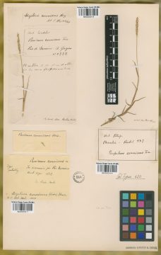 Ejemplar Panicum connivens Trin.