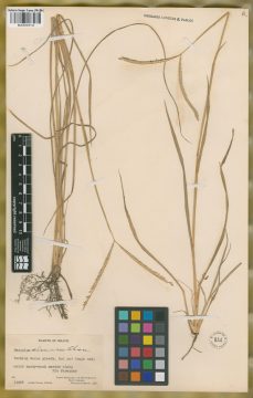 Ejemplar Paspalum almum Chase