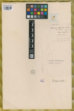 Ejemplar Panicum olyroides Kunth