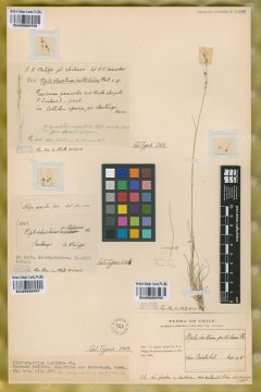Ejemplar Piptochaetium pallidum Phli.