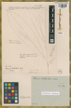 Ejemplar Pharus latifolius L.
