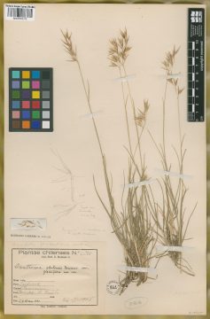 Ejemplar Danthonia chilensis E. Desv. var. glabriflora Nicora