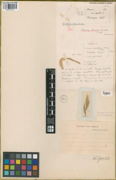 Ejemplar Bromus stamineus E. Desv.