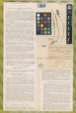 Ejemplar Enneapogon phleoides Roem. & Schult.