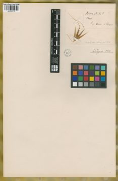 Ejemplar Avena sterilis L.