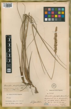 Ejemplar Hierochloe utriculata (Ruiz & Pav.) Kunth var. juncifolia Hack.
