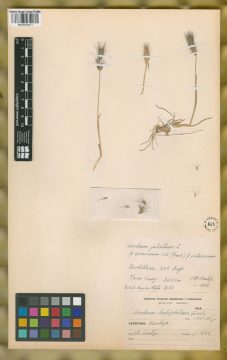 Ejemplar Hordeum jubatum L. fo. violaceum Kuntze