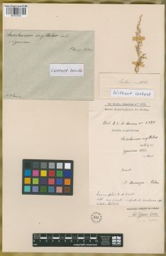 Ejemplar Saccharum sagittatum Aubl.