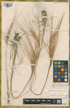 Ejemplar Aristida uruguayensis Henrard