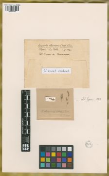 Ejemplar Eragrostis atrovirens (Desf.) Trin. ex Steud.