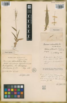 Ejemplar Panicum echinulatum Mez