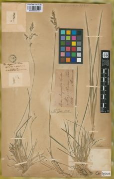 Ejemplar Poa chrysantha Lindm.