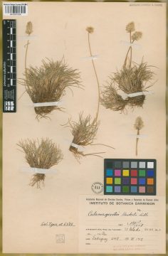 Ejemplar Calamagrostis hackelii Lillo