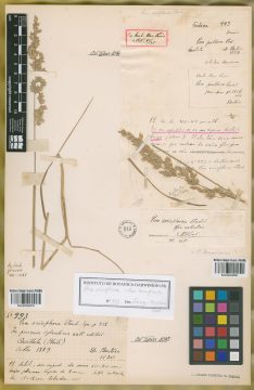 Ejemplar Poa eriophora Steud.