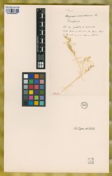 Ejemplar Deyeuxia arundinacea Pilg.
