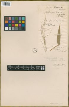 Ejemplar Panicum hylaeicum Mez