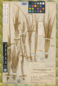 Ejemplar Calamagrostis cabrerae Parodi