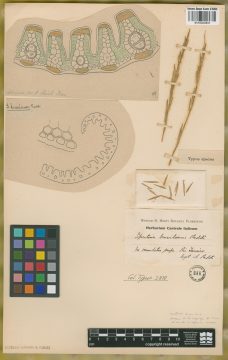 Ejemplar Spartina brasiliensis Raddi