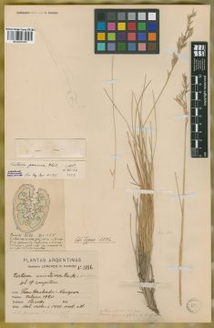 Ejemplar Festuca neuquenensis St.-Yves var. aspera St.-Yves
