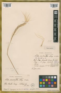 Ejemplar Stipa psylantha Speg.