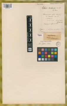 Ejemplar Setaria kuntzeana R.A.W. Herrm.