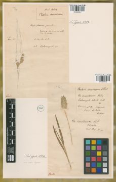 Ejemplar Phalaris americana Elliott