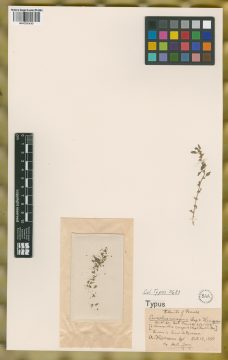 Ejemplar Euxolus crispus Lesp. & Thévenau
